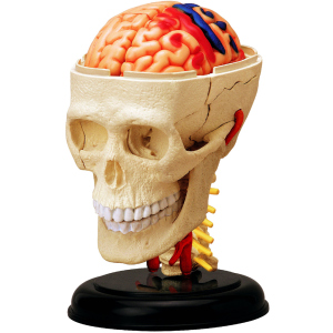 Объемная анатомическая модель 4D Master Черепно-мозговая коробка человека (FM-626005) (4894793260057) лучшая модель в Ровно