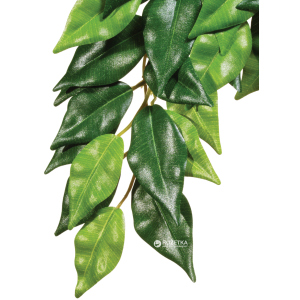 Растение Hagen Ficus Medium (015561230407) ТОП в Ровно